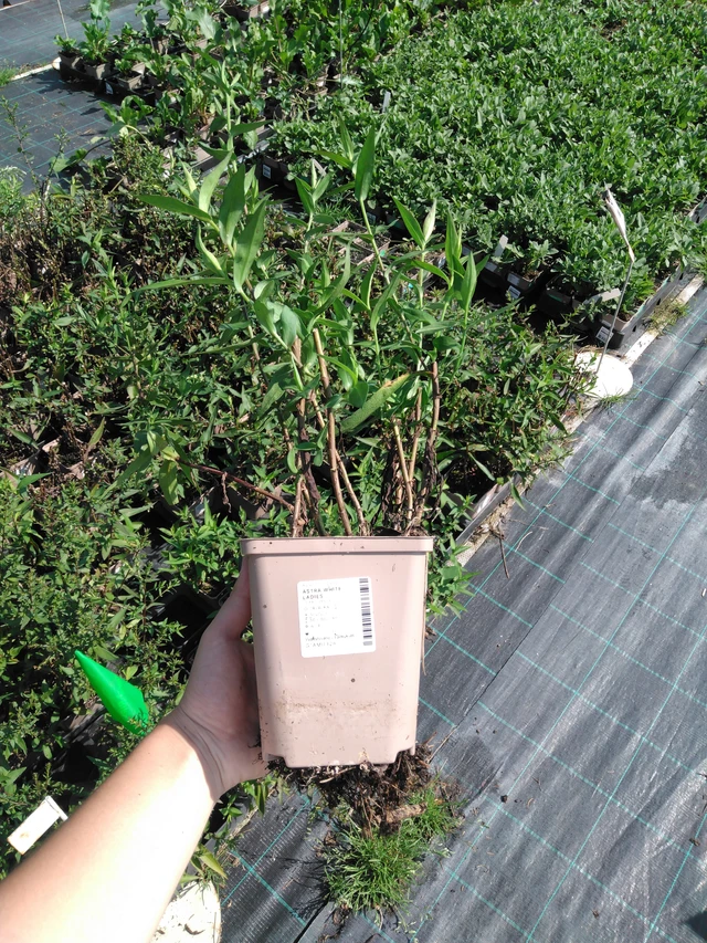 Syysasteri White Ladies - 2024