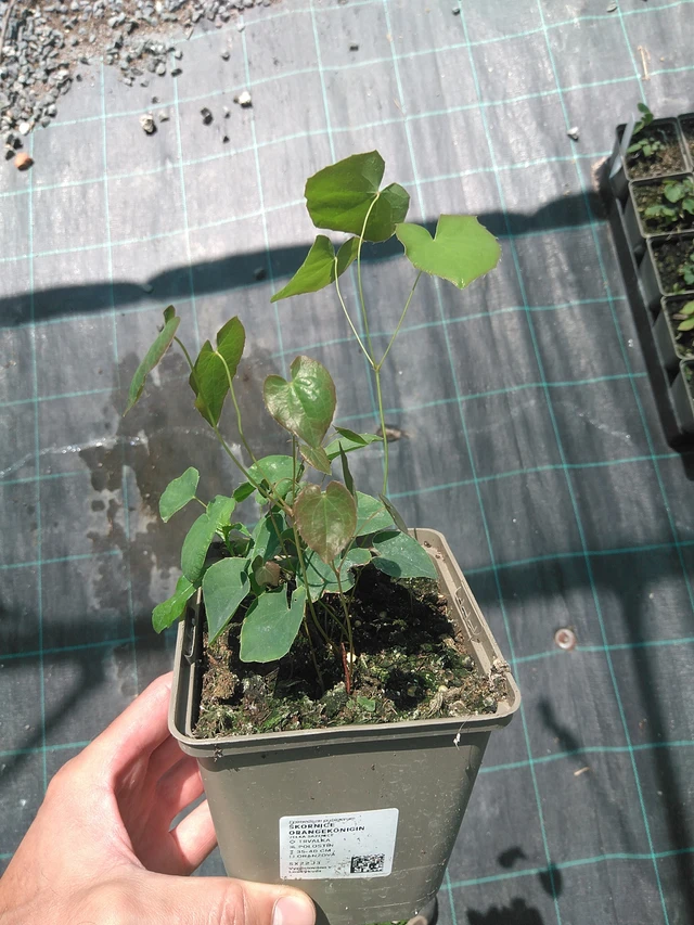 Epimedium Orangekönigin - 24. 6. 2025