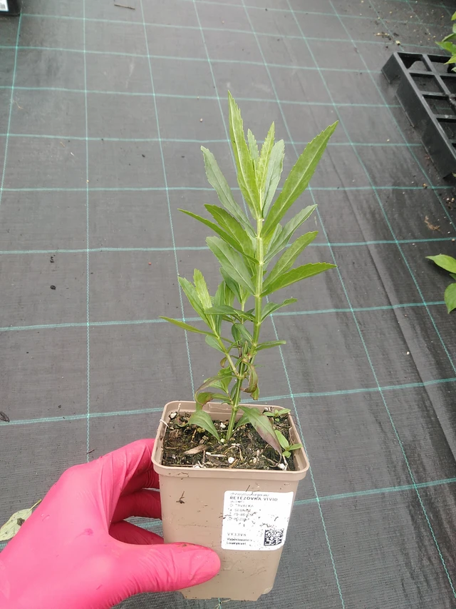 Kellopeippi Vivid - 30. 7. 2025