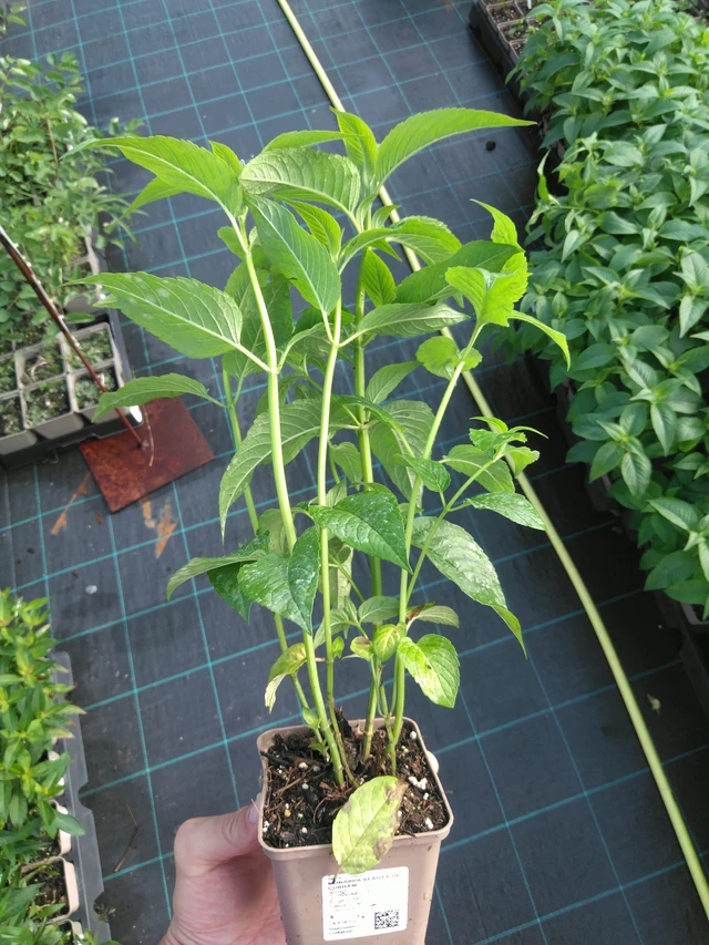 Väriminttu Beauty of Cobham - 14. 7. 2025