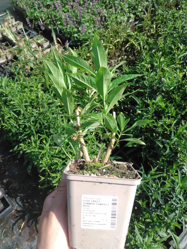 Floks Sweet Summer Compact Rose - 2024