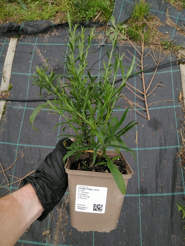 Asteri Pink Star - 10. 9. 2025