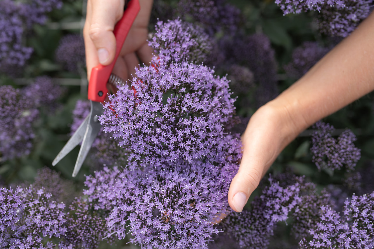 Halskruid Lake Michigan Blue, Loukykvět