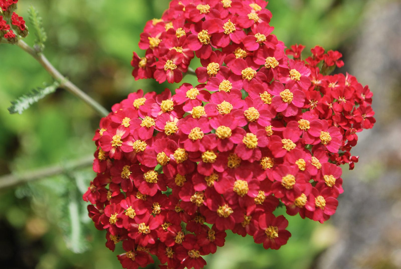 Siankärsämö Red Beauty, Loukykvět