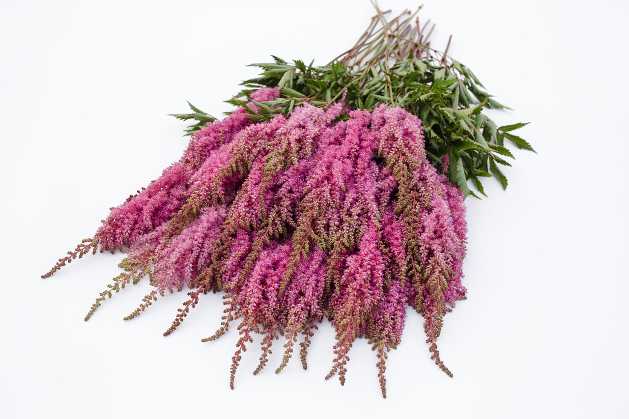 Jaloangervo Gloria Purpurea, Loukykvět