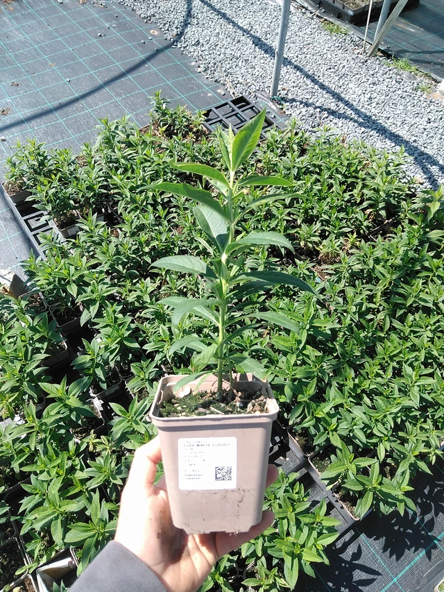 Leimu White Clouds - 13. 5. 2025