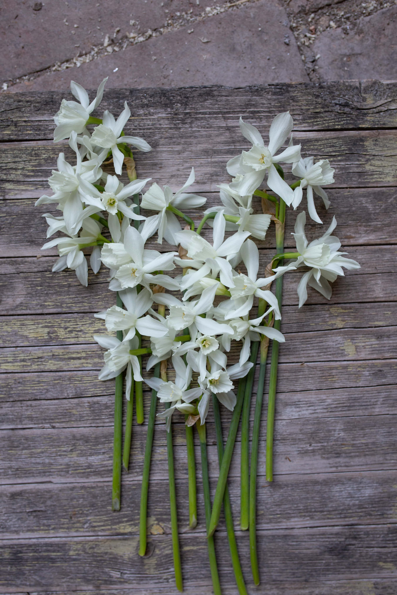 Narsissi Thalia, Loukykvět