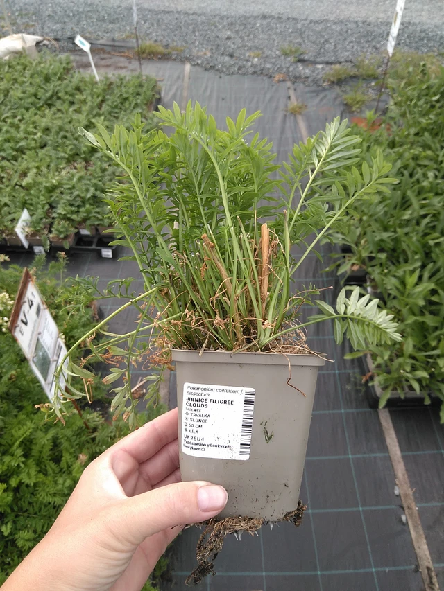 Sinilatva Filigree Clouds - 11. 7. 2025