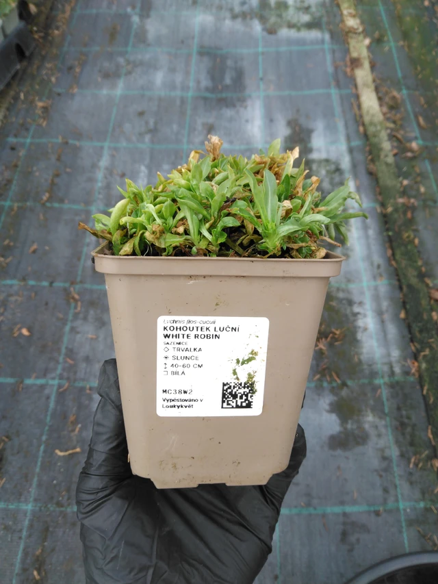 Flor de cuclillo White Robin - 1. 4. 2026