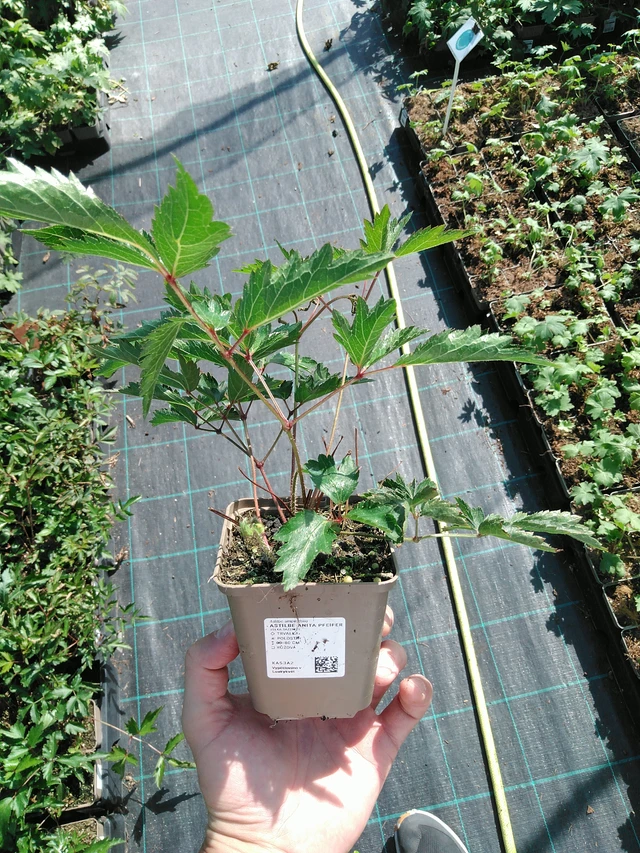 Jaloangervo Anita Pfeifer - 19. 8. 2025