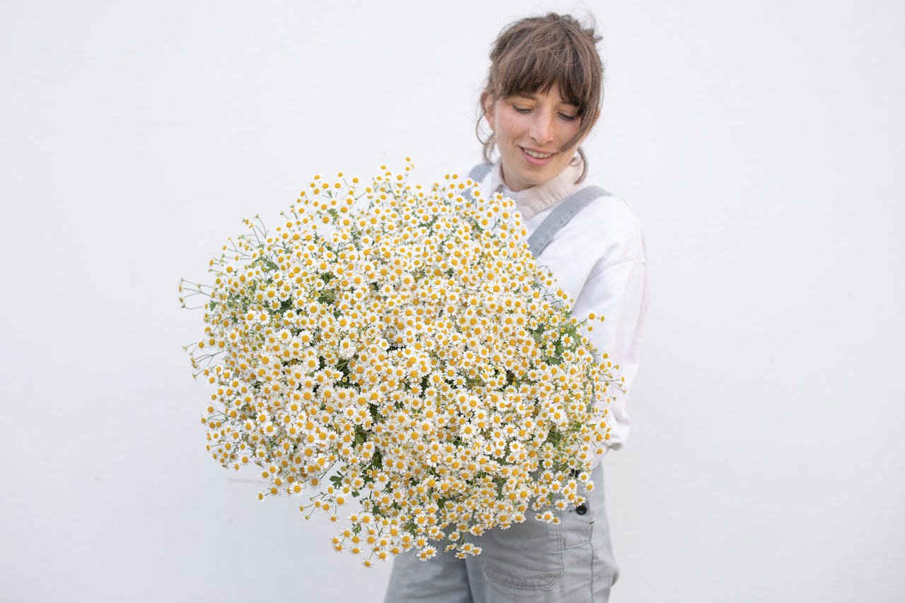 Reunuspietaryrtti Cameron, Loukykvět