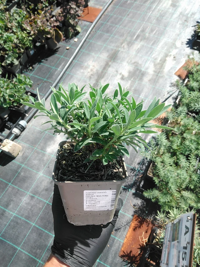 Euphorbia Wulfenii - 19. 8. 2025