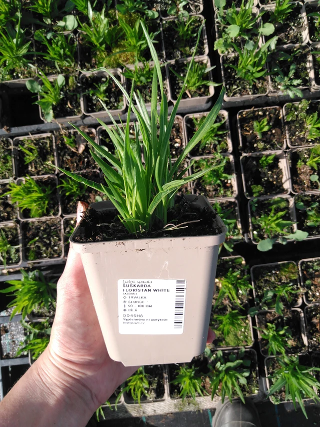 Punatähkä Floristan White - 2024