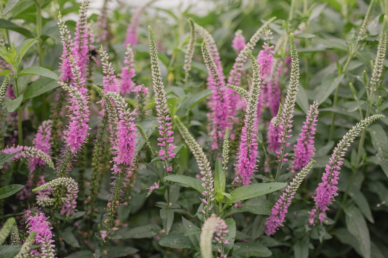 Tähkätädyke Skyler Pink, Loukykvět