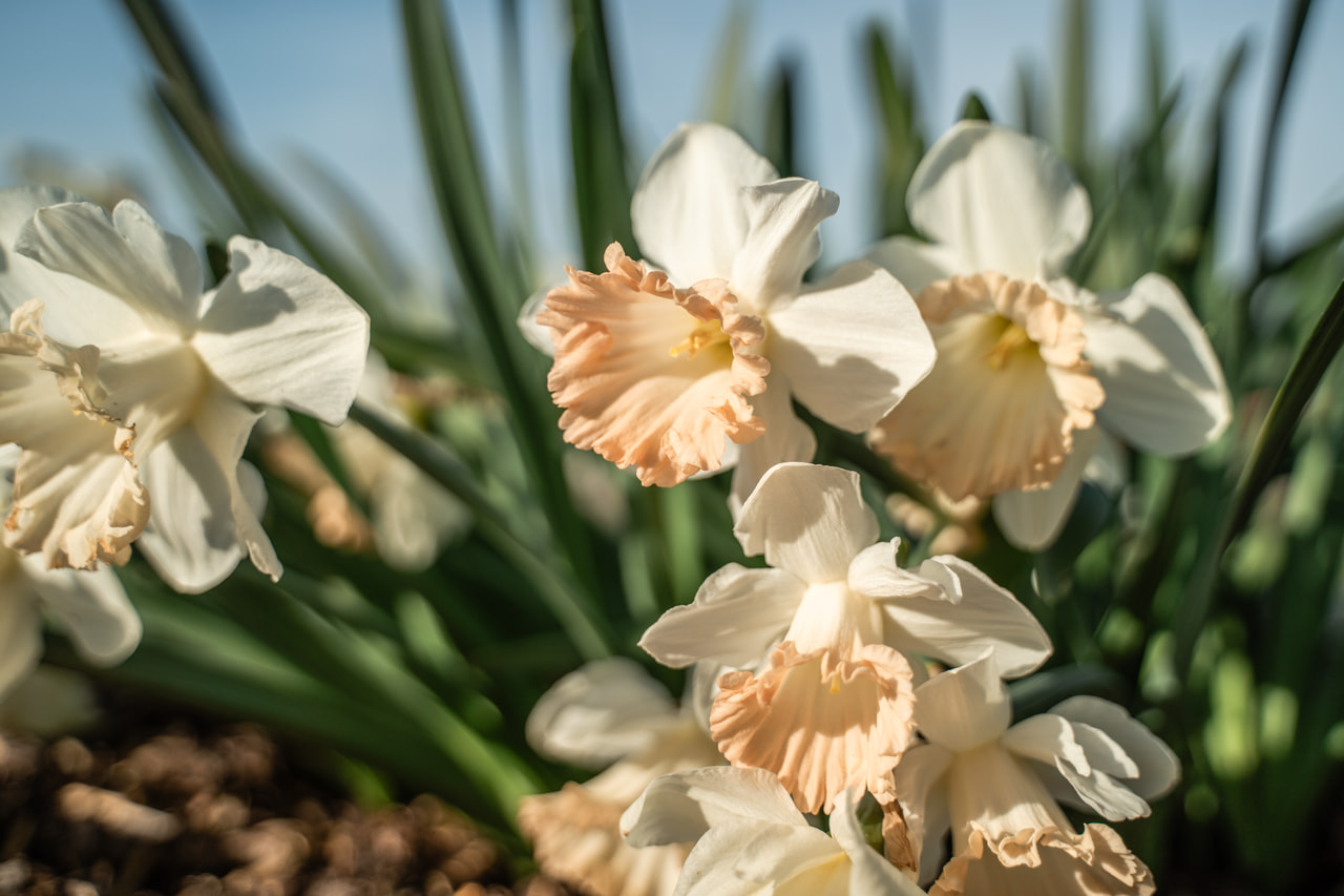 Narsissi British Gamble, Loukykvět