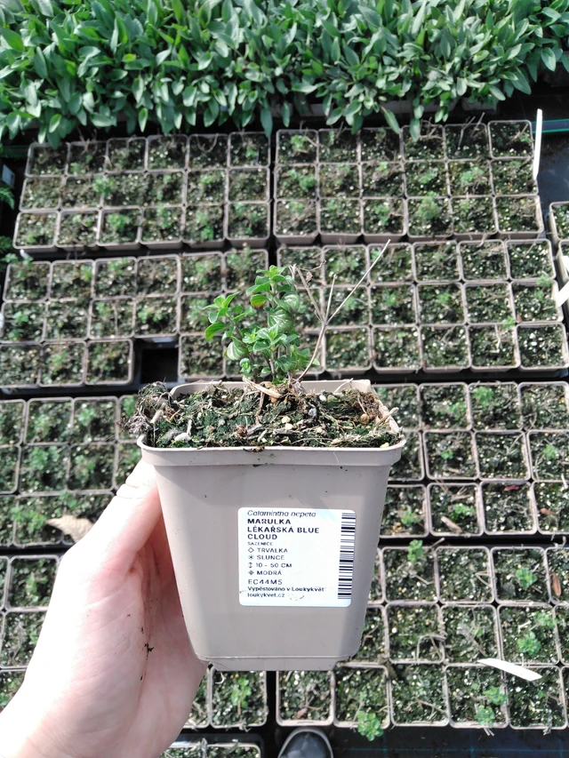 Käenminttu Blue Cloud - 2024