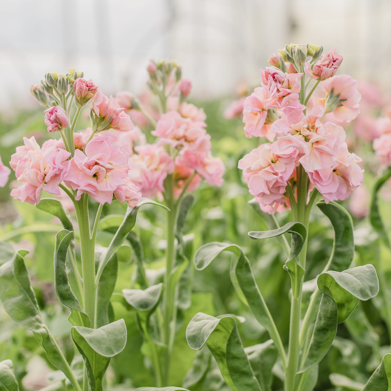 Stock StoX Champagne, Loukykvět