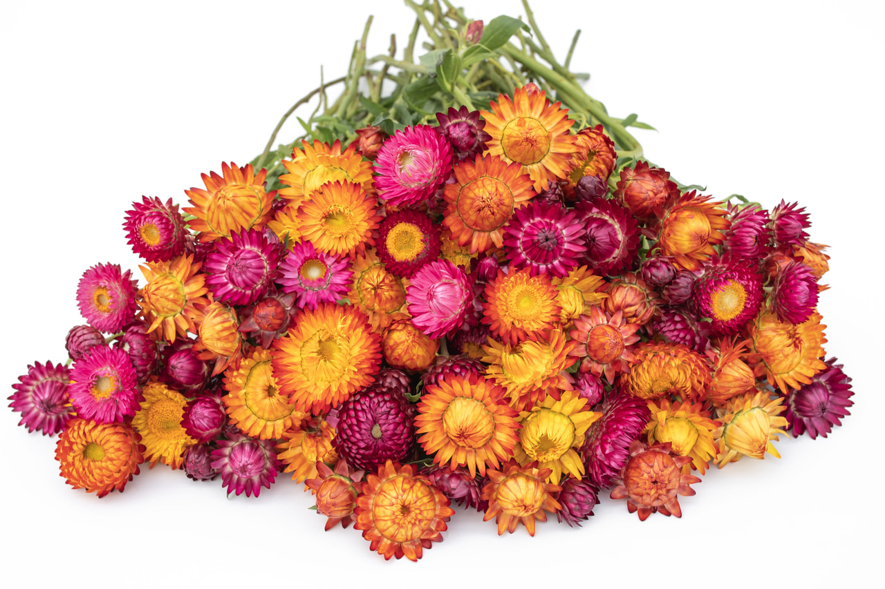 Olkikukka Grapes & Orange Mix, Loukykvět