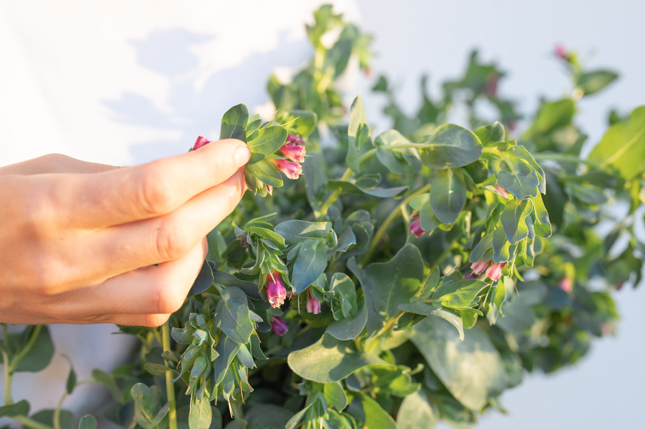 Stor Voksurt Kiwi Blue, Loukykvět