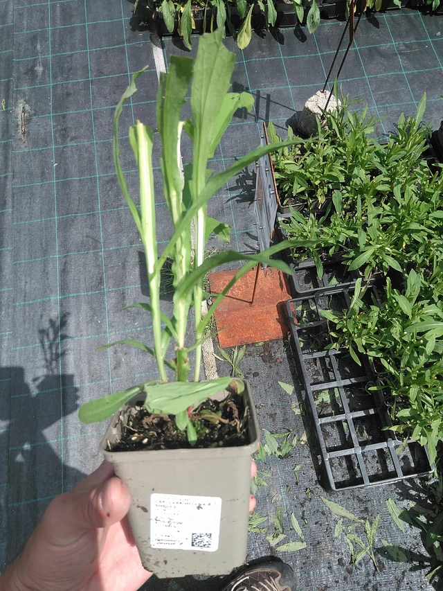 Hohdekukka Helena Red Shades - 24. 6. 2025