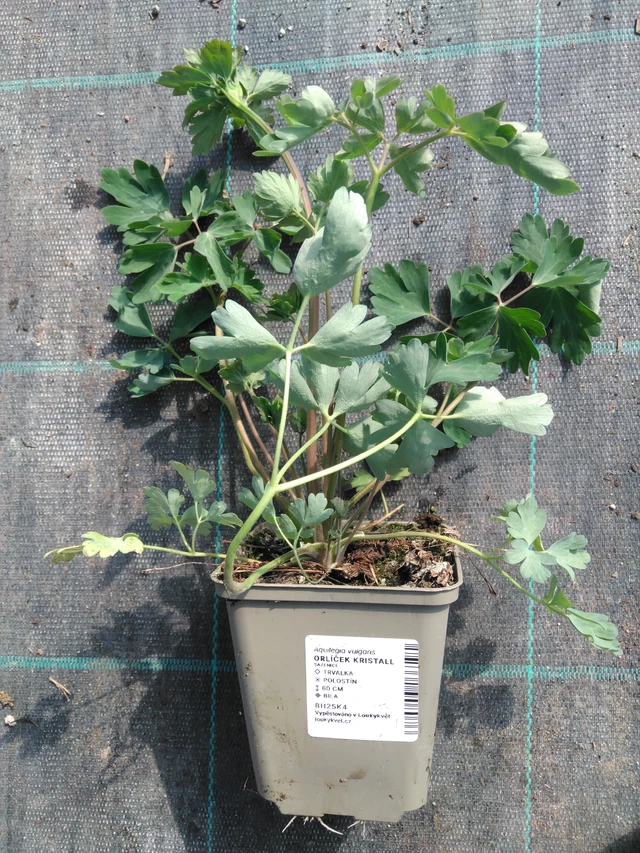 Aguileña Kristall - 3. 4. 2025