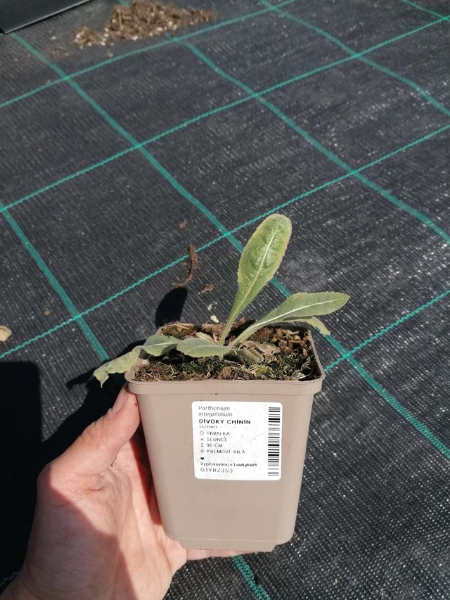 Preeriahelmikki - 2024