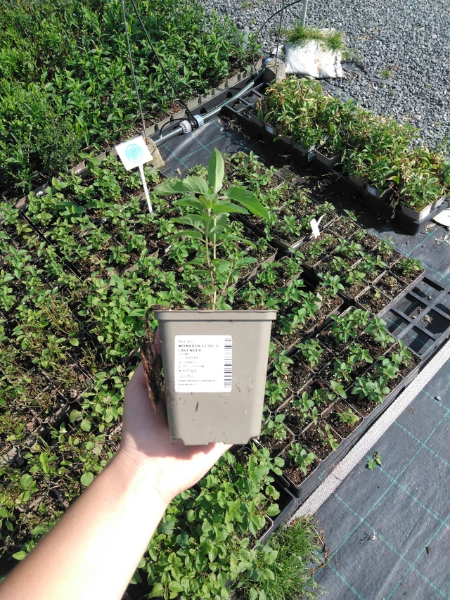 Väriminttu Elsie’s Lavender - 2024