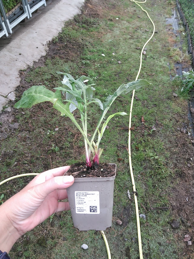 Balkaninpallo-ohdake Blue Glow - 11. 7. 2025