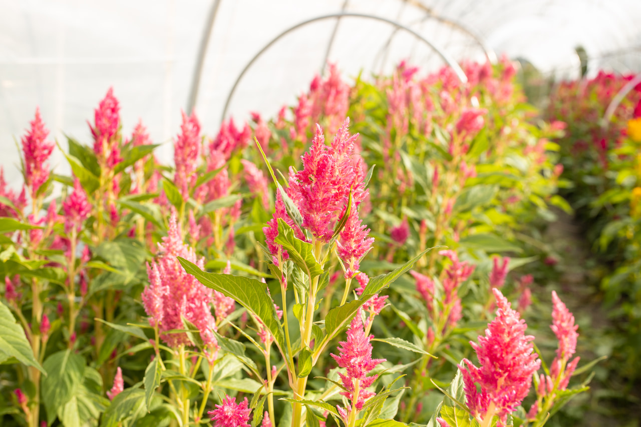 Kukonharja Sunday Bright Pink, Loukykvět