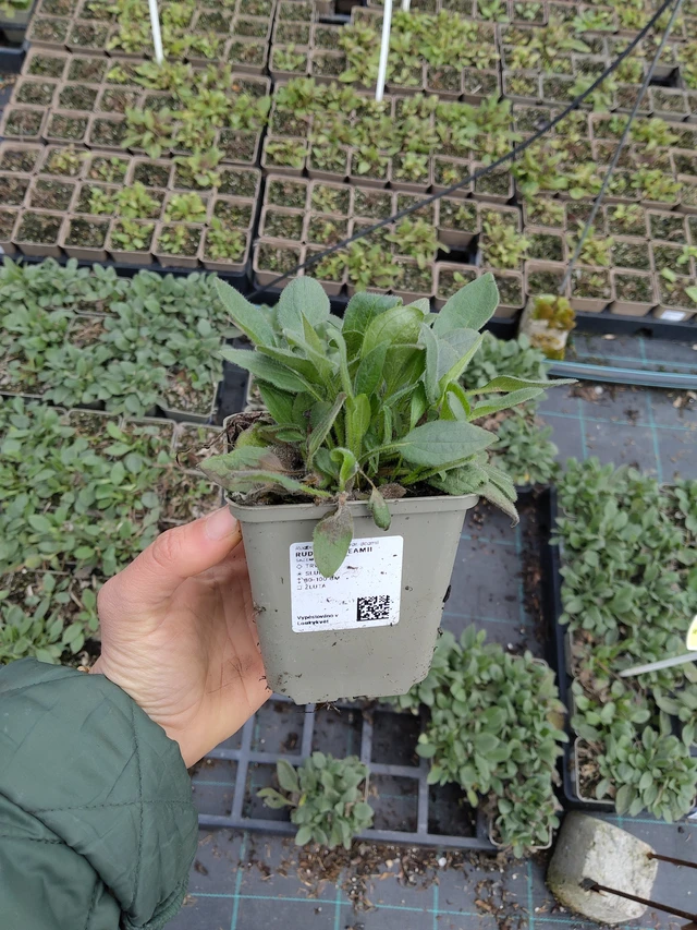 Päivänhattu Deamii - 21. 4. 2026