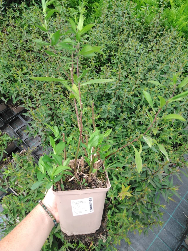 Syysasteri Brigitte - 2024