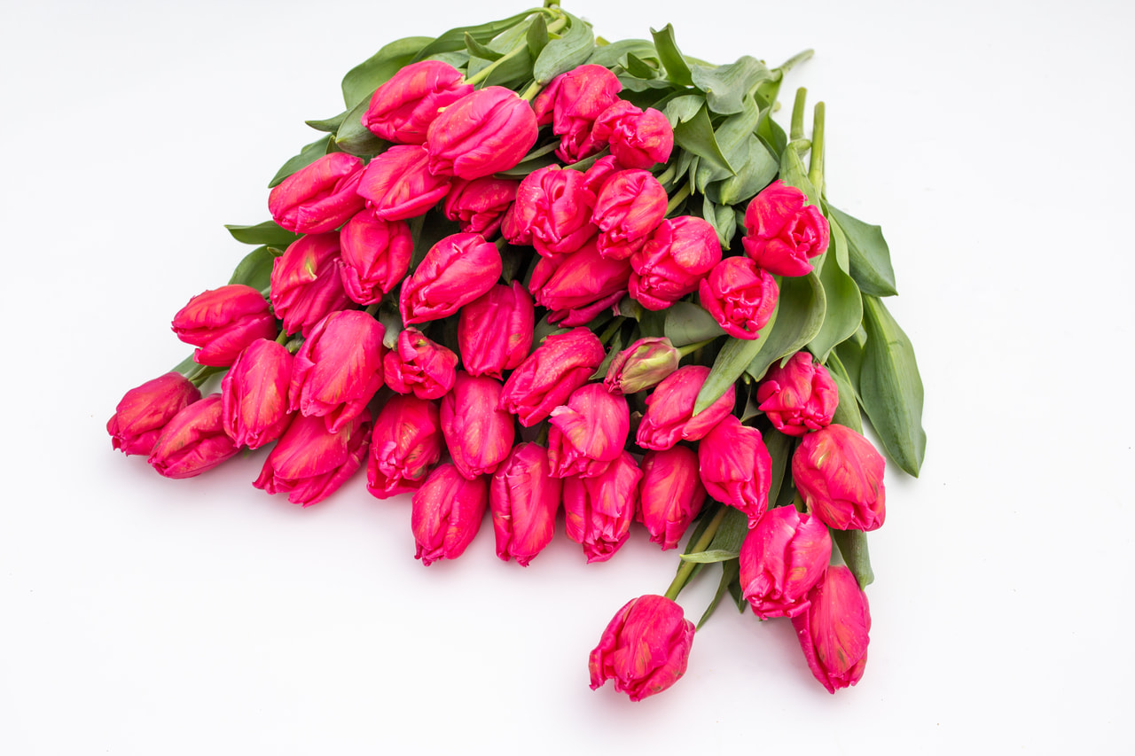 Tulppaani Marvel Parrot, Loukykvět