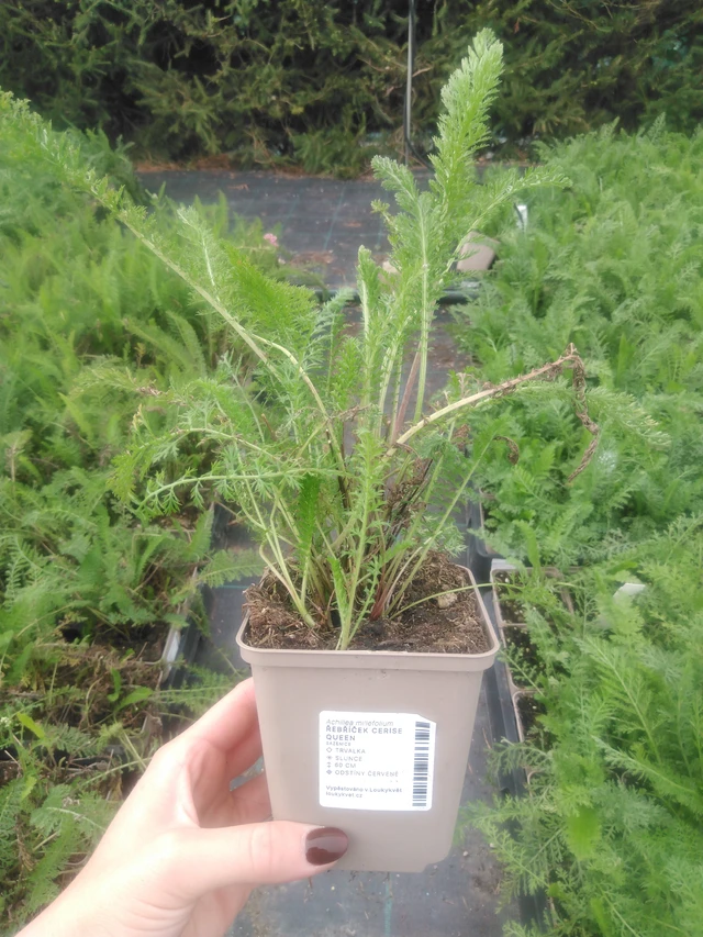 Siankärsämö Cerise Queen - 2024