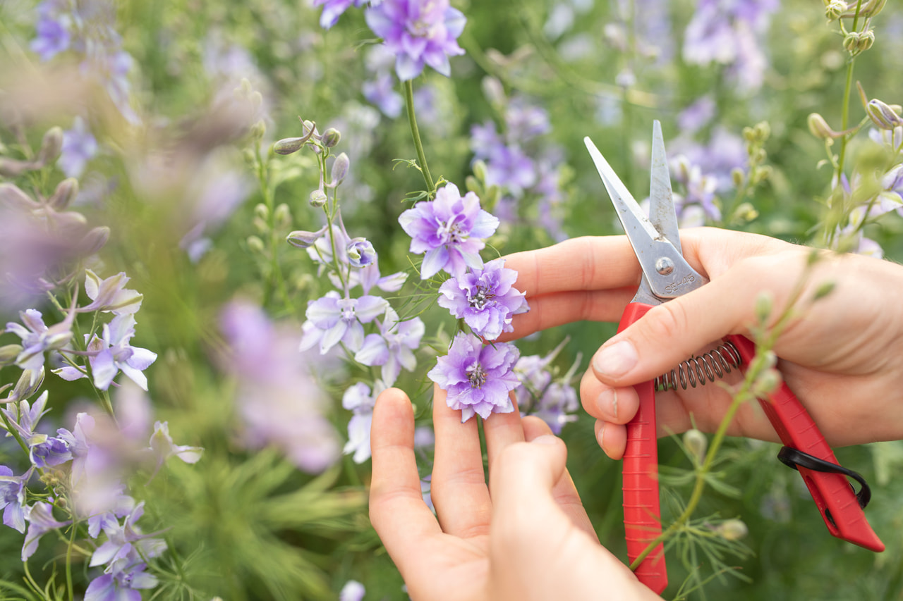 Larkspur QIS Light Blue, Loukykvět