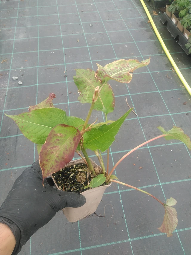 Konnantatar Alba - 10. 9. 2025