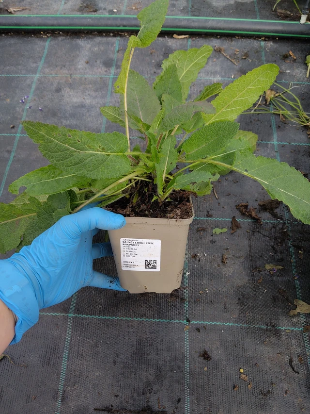 Salvia pratensis Rose Rhapsody - 10. 9. 2025