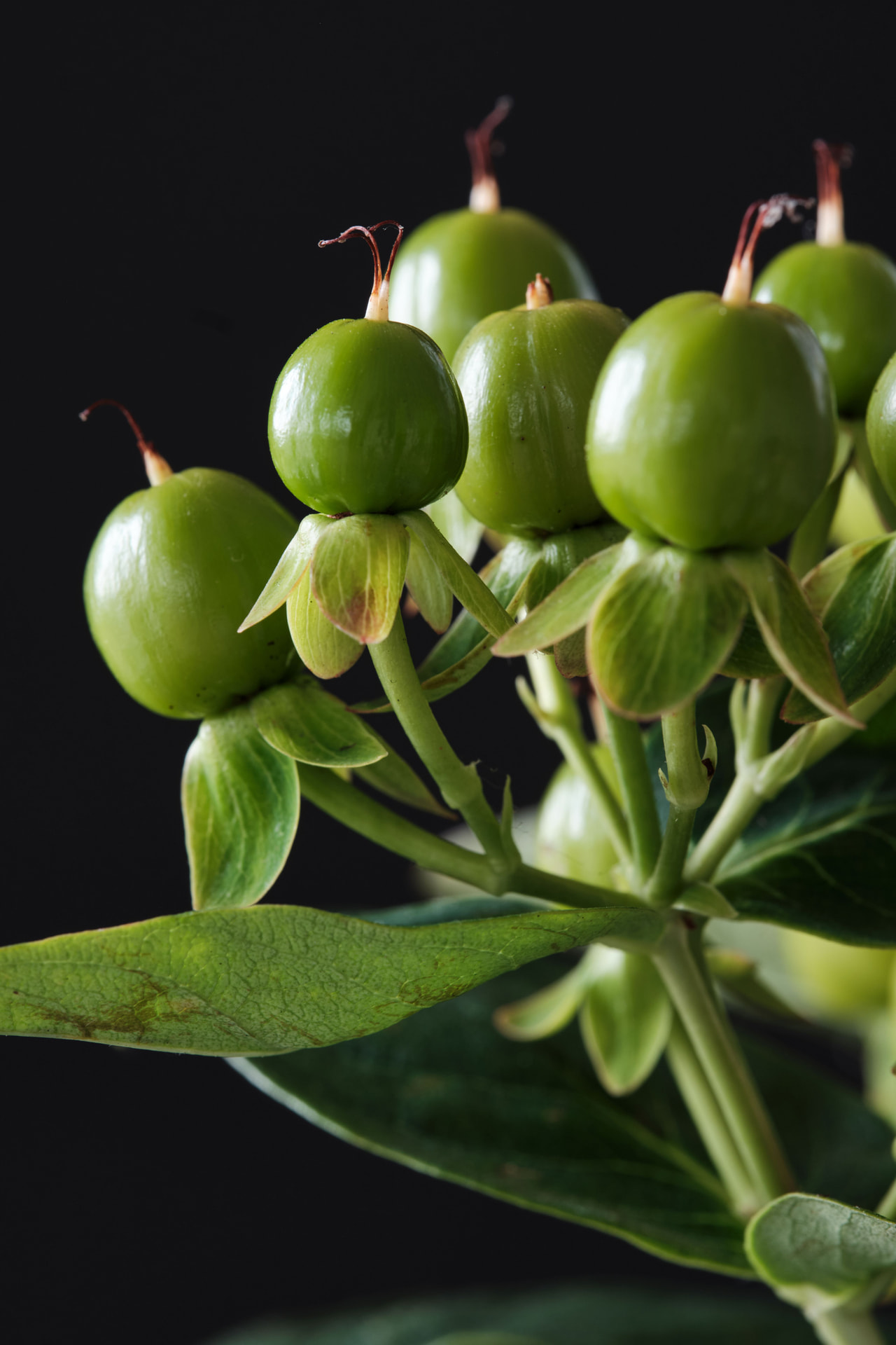 Kuisma Magical Green Revival, Loukykvět
