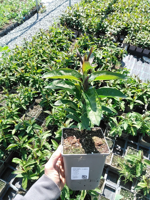 Leimu Sweet Summer Fantasy - 13. 5. 2025