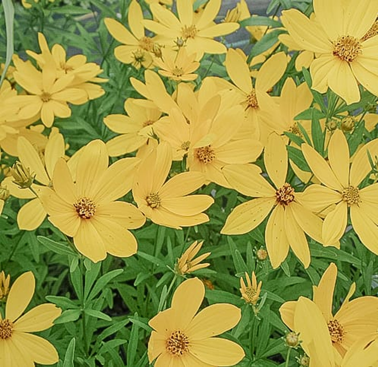 Prairie Coreopsis, Loukykvět
