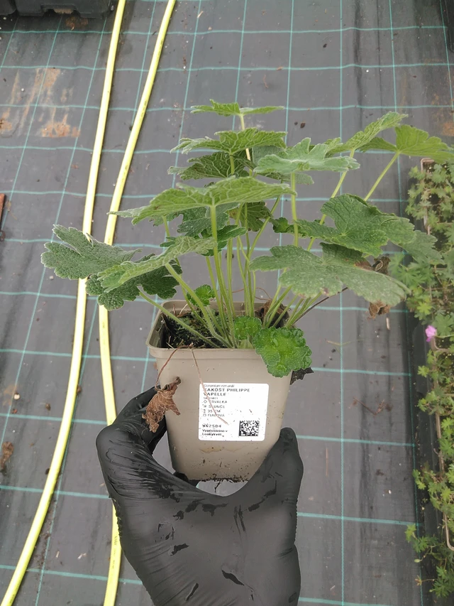 Kurjenpolvi Philippe Vapelle - 4. 8. 2025