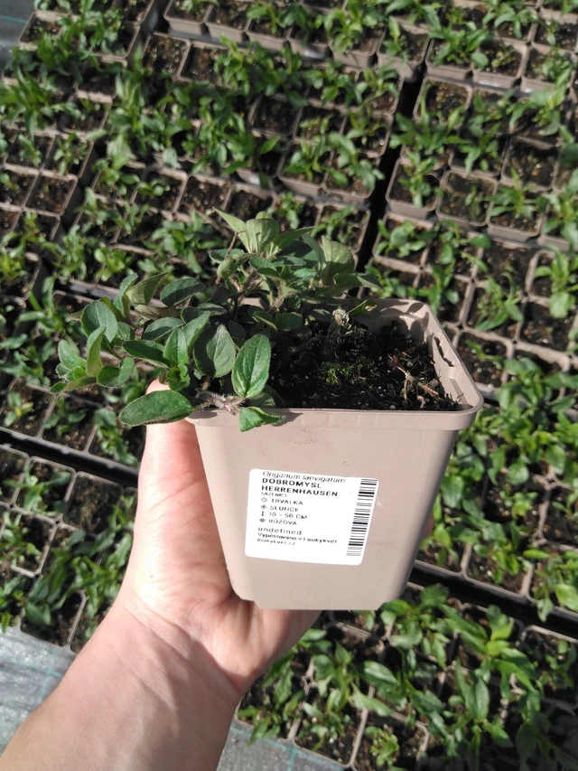 Oregano Herrenhausen - 2024