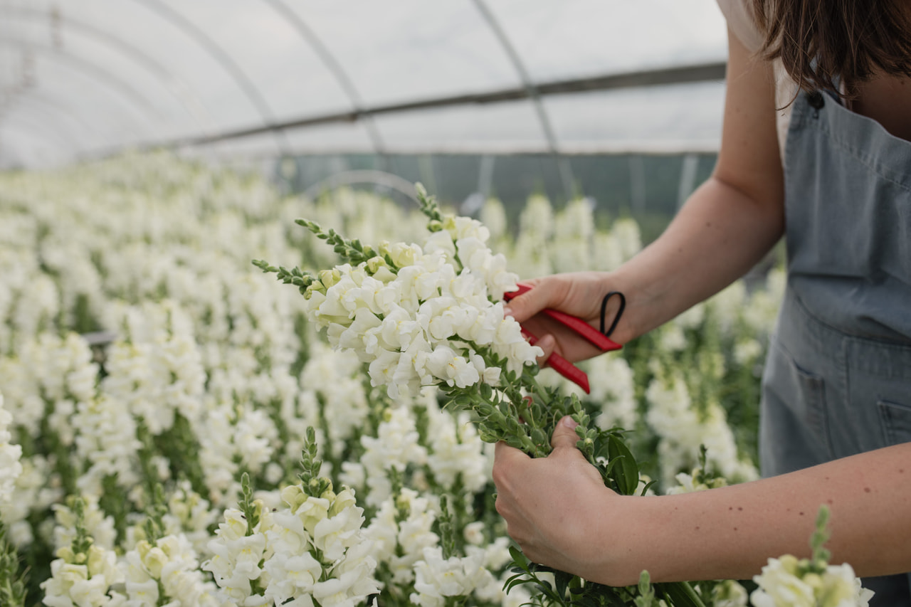 Leijonankita Potomac Ivory White, Loukykvět