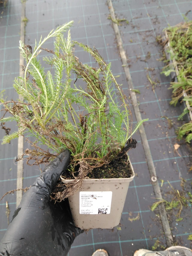 Siankärsämö Cerise Queen - 23. 10. 2025