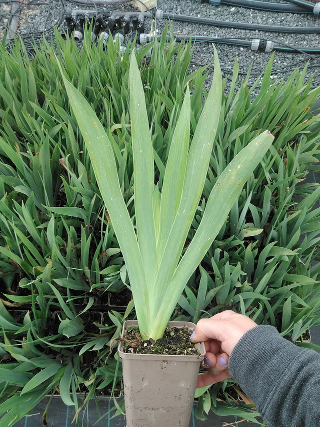 Kurjenmiekka Lime Fizz - 9. 6. 2025