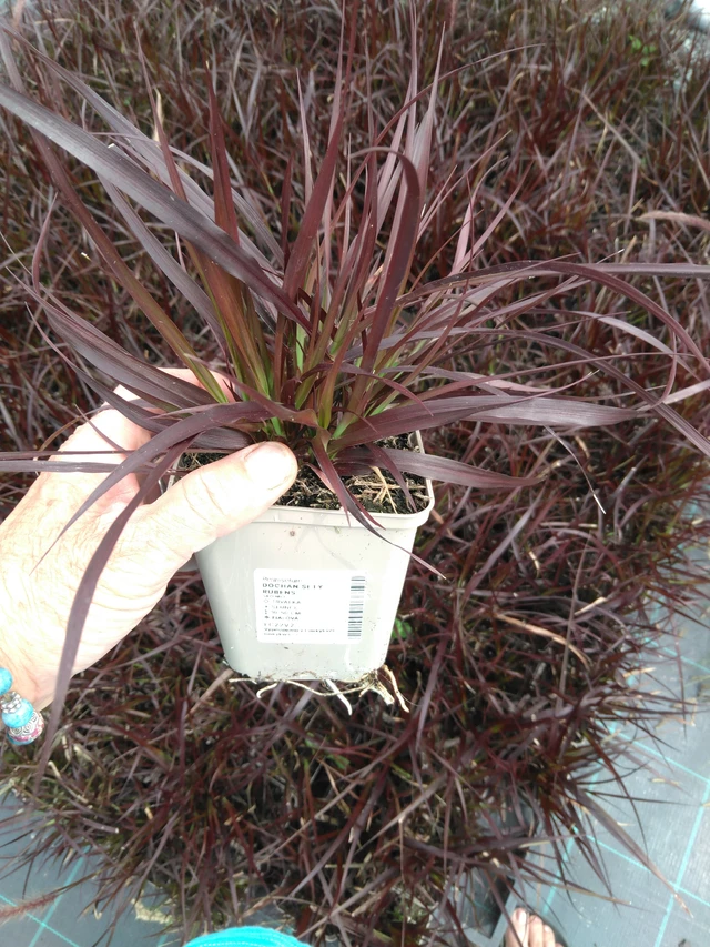 Helmihirssi Rubens - 2024