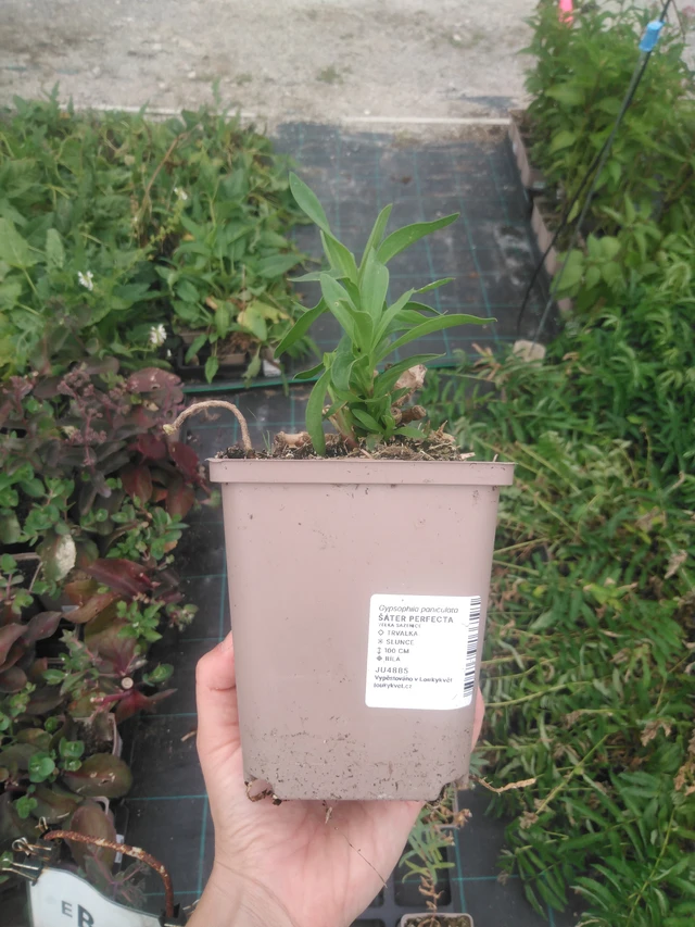 Morsiusharso Perfecta - 2024