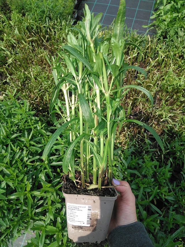 Kellopeippi Bouquet Rose - 9. 6. 2025