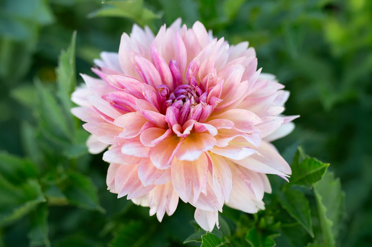 Dahlia Joel’s Favorite, Loukykvět