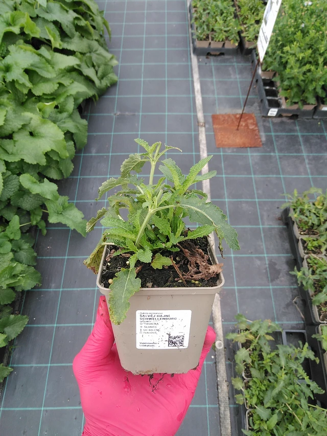 Lehtosalvia Schwellenburg - 29. 7. 2025