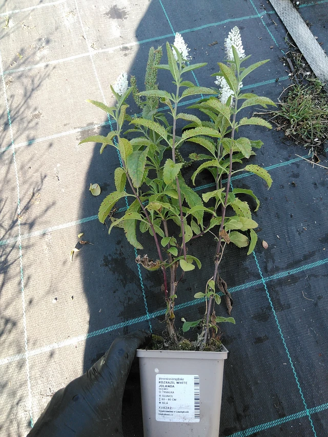 Tädyke White Jolanda - 19. 8. 2025